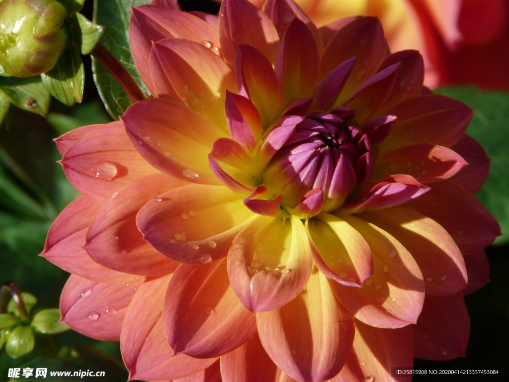 大丽花美丽图片