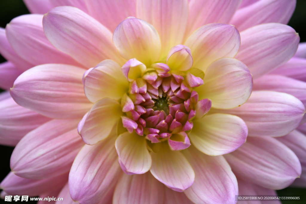 大丽花美丽图片