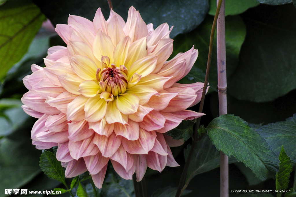 大丽花美丽图片