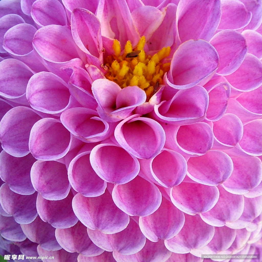 大丽花美丽图片