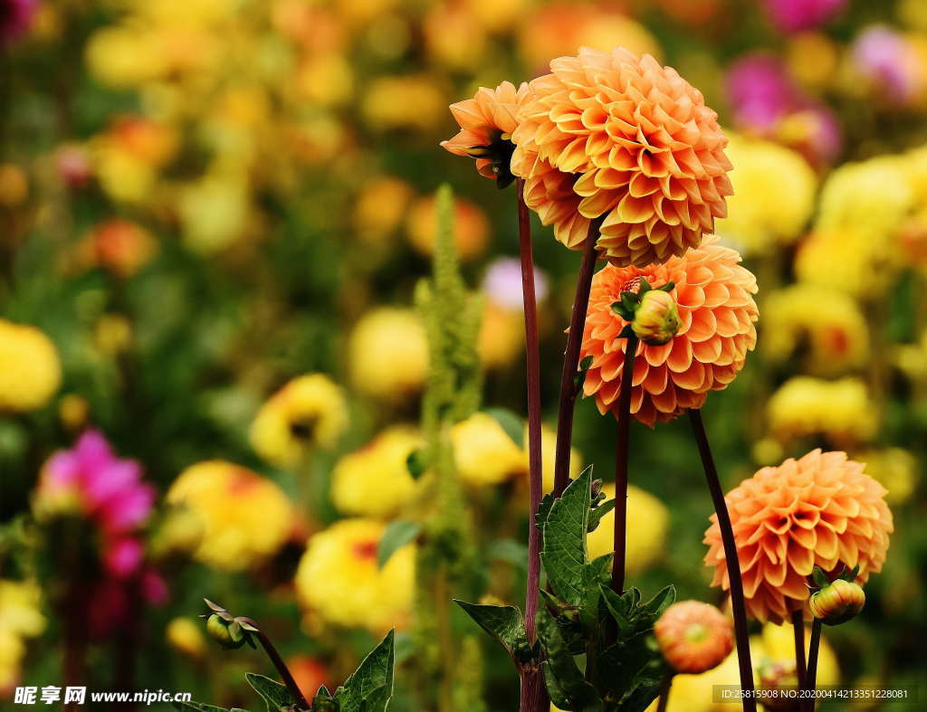 大丽花美丽图片