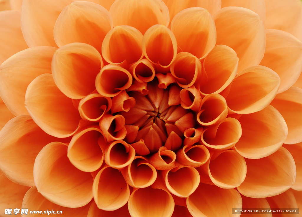 大丽花美丽图片