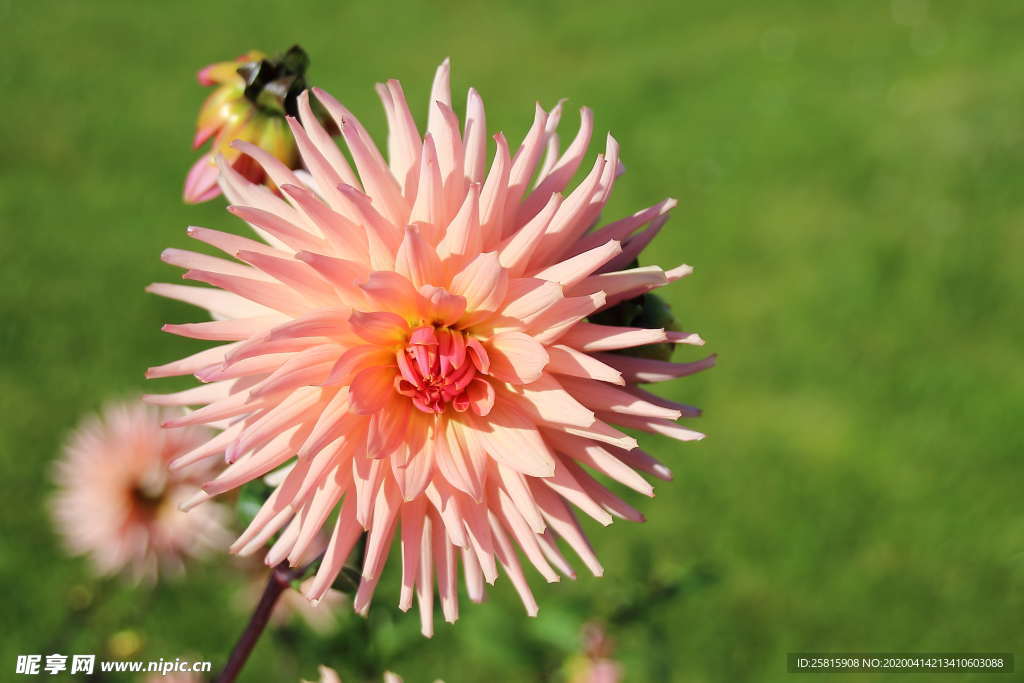大丽花美丽图片