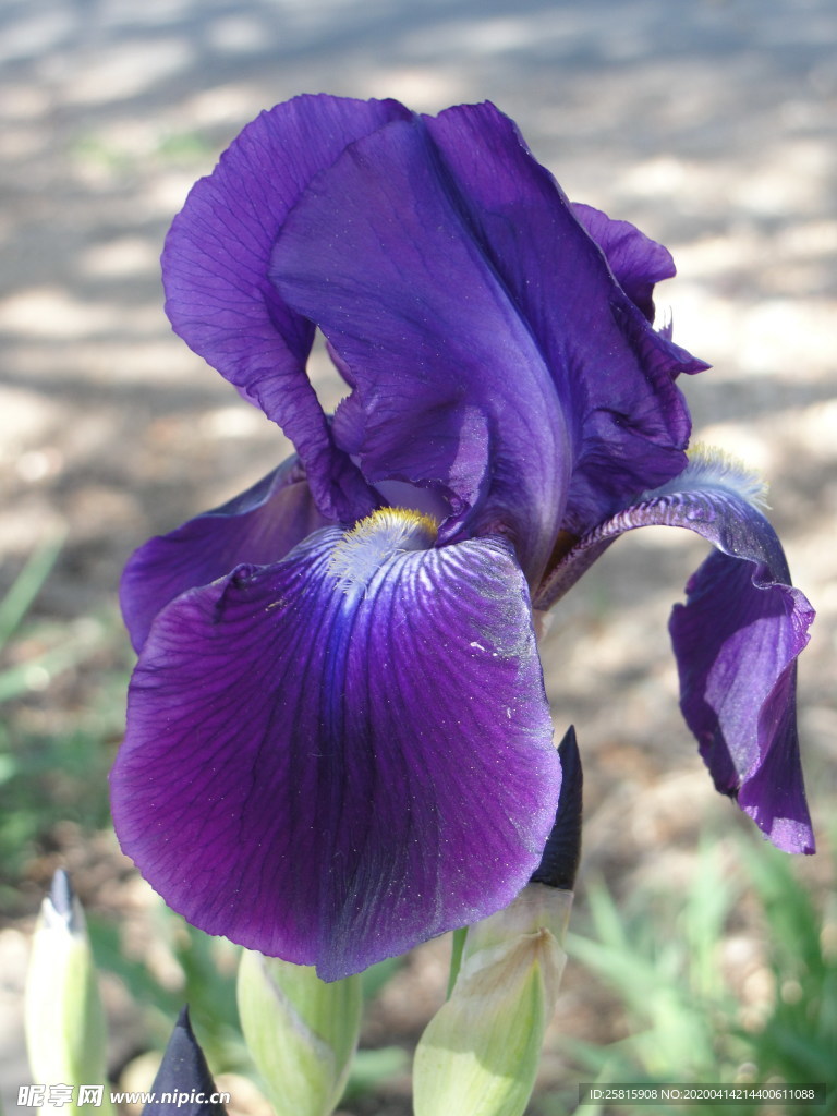 清新唯美花朵图片