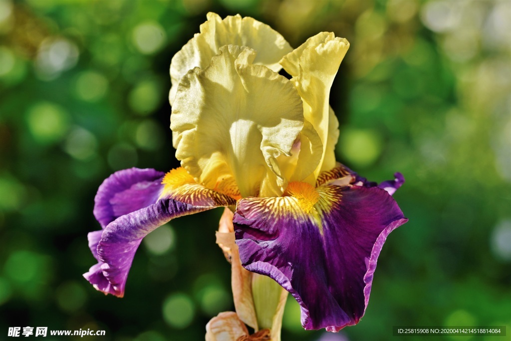 清新唯美花朵图片