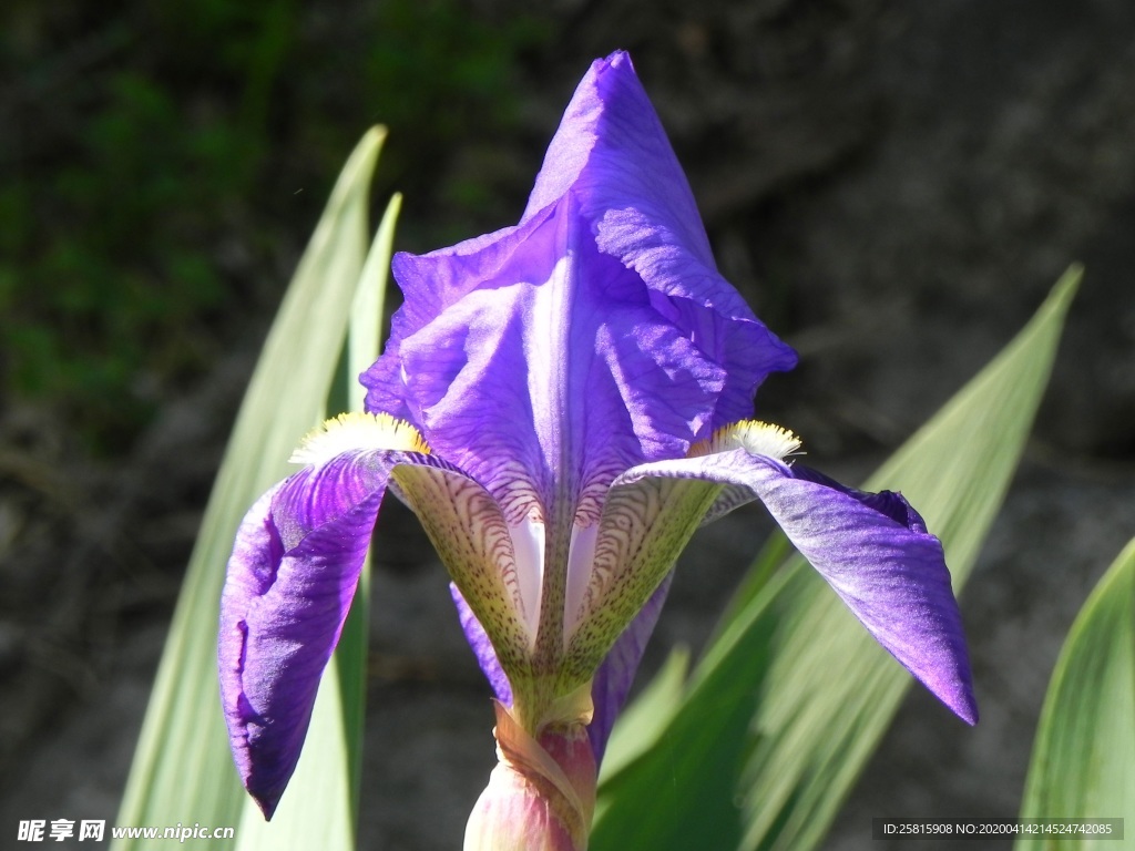 清新唯美花朵图片