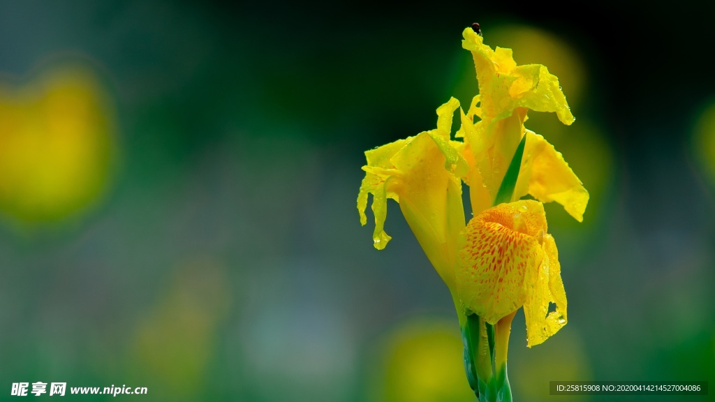 清新唯美花朵图片