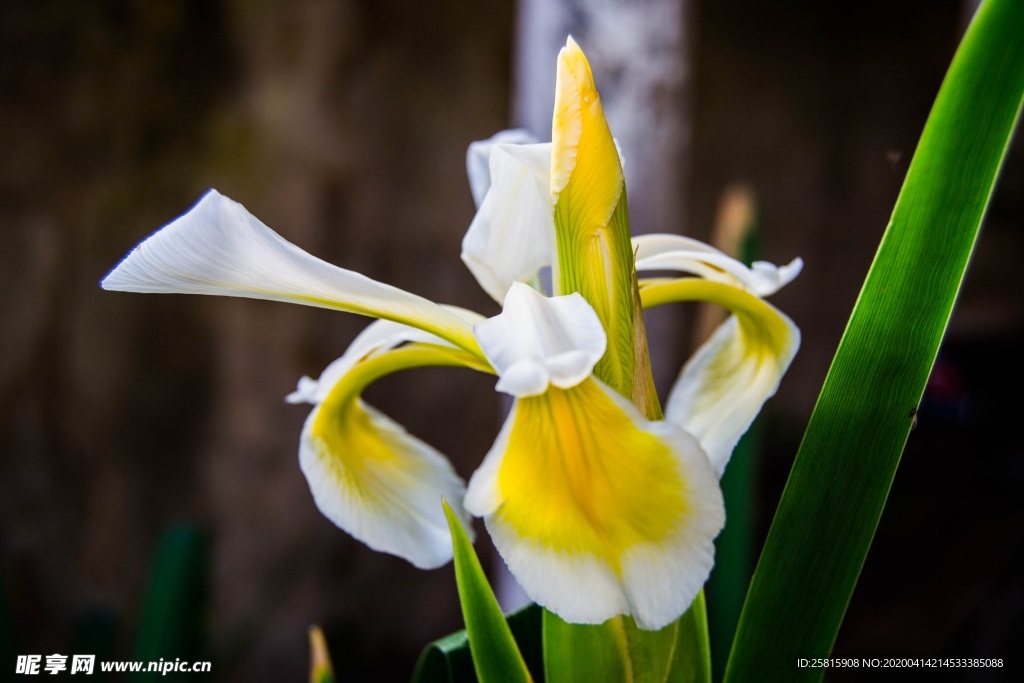 清新唯美花朵图片