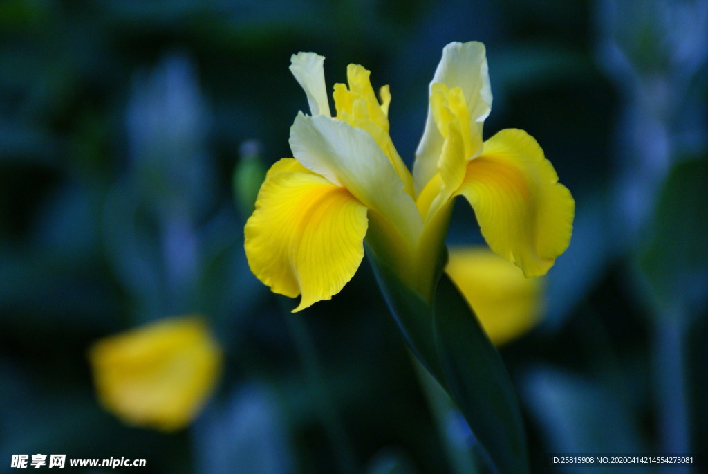 清新唯美花朵图片