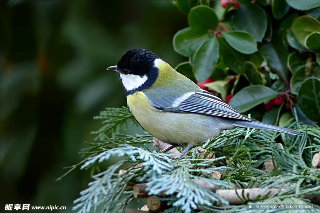 山雀-空山鸟语图片