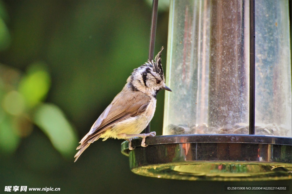 山雀-空山鸟语图片