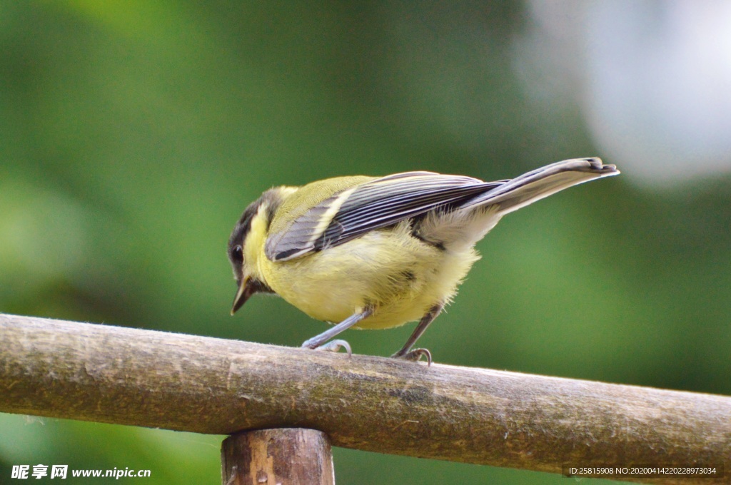 山雀-空山鸟语图片