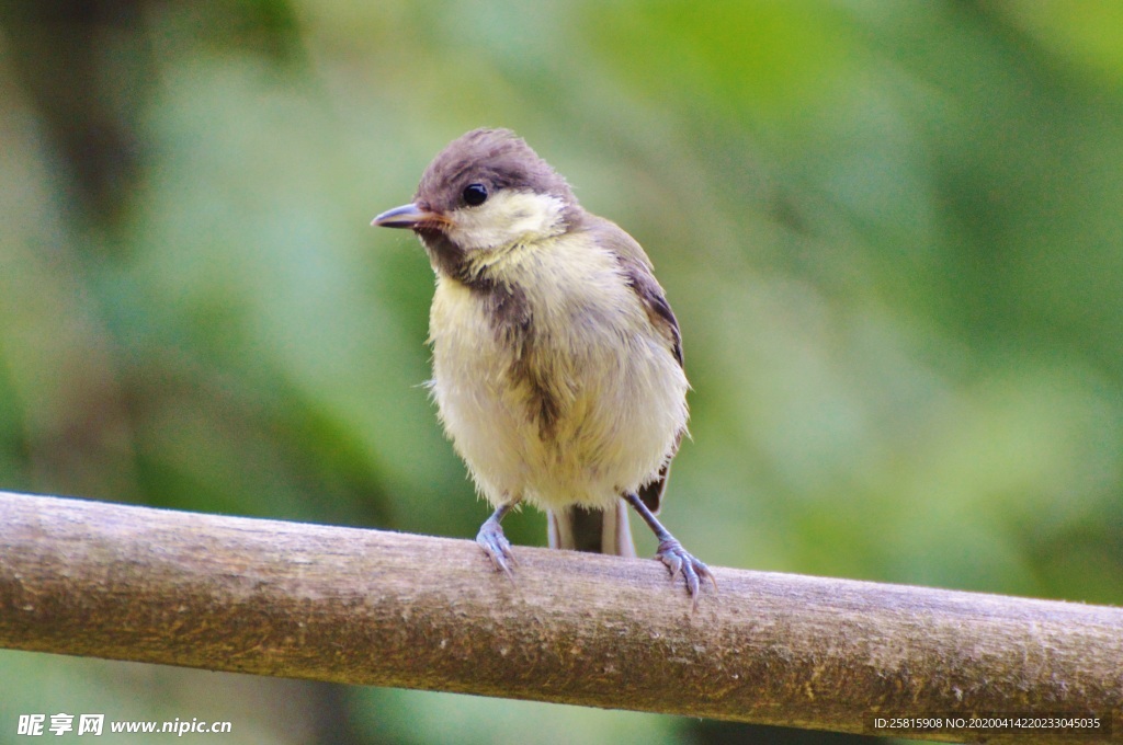 山雀-空山鸟语图片