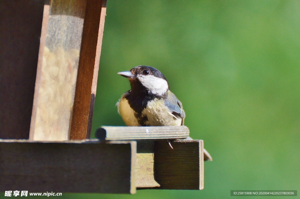 山雀-空山鸟语图片