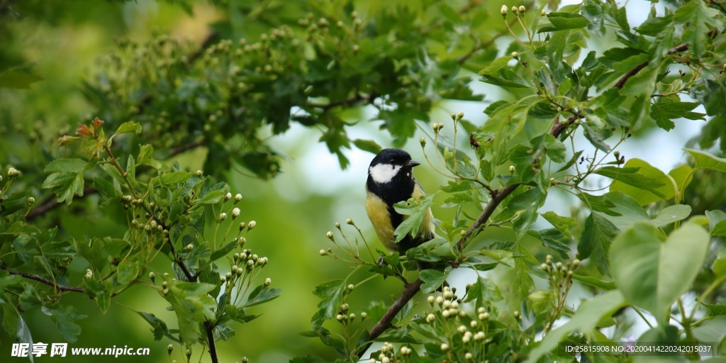 山雀-空山鸟语图片