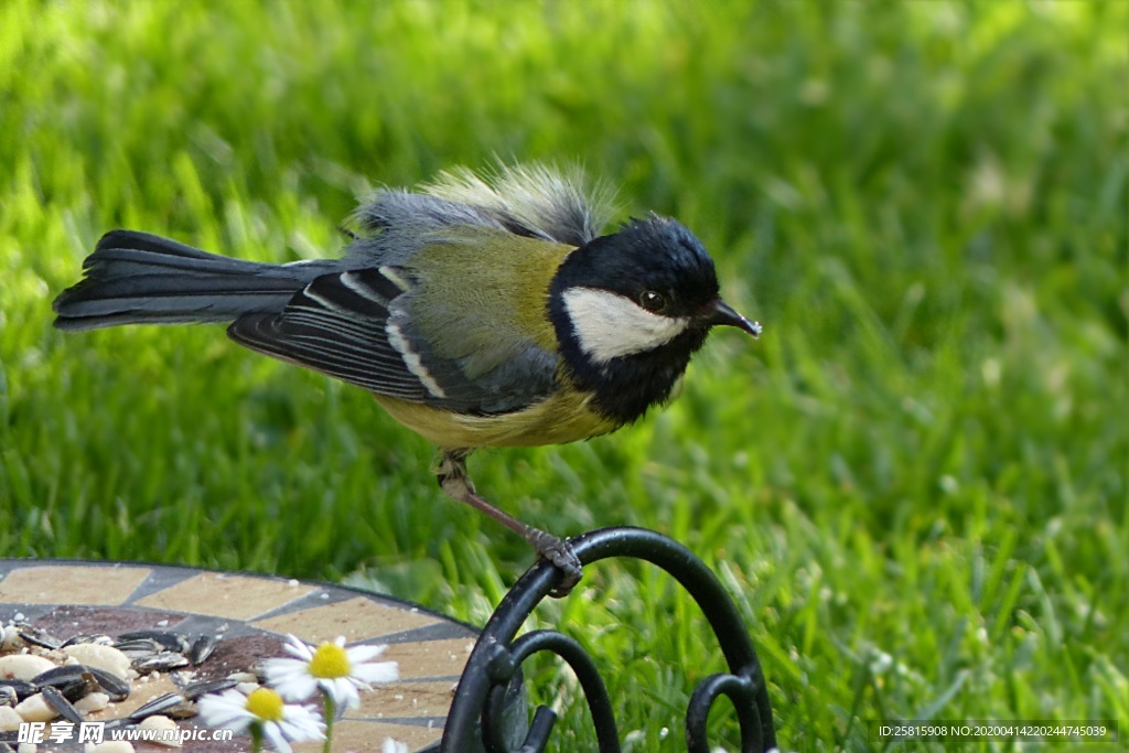 山雀-空山鸟语图片