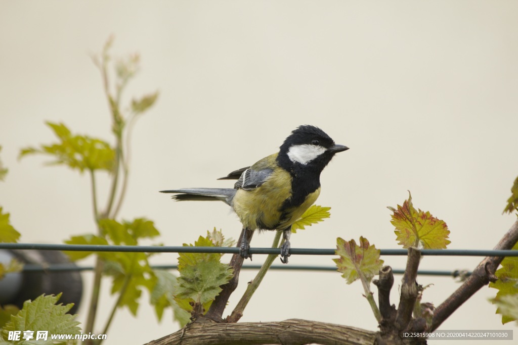 山雀-空山鸟语图片