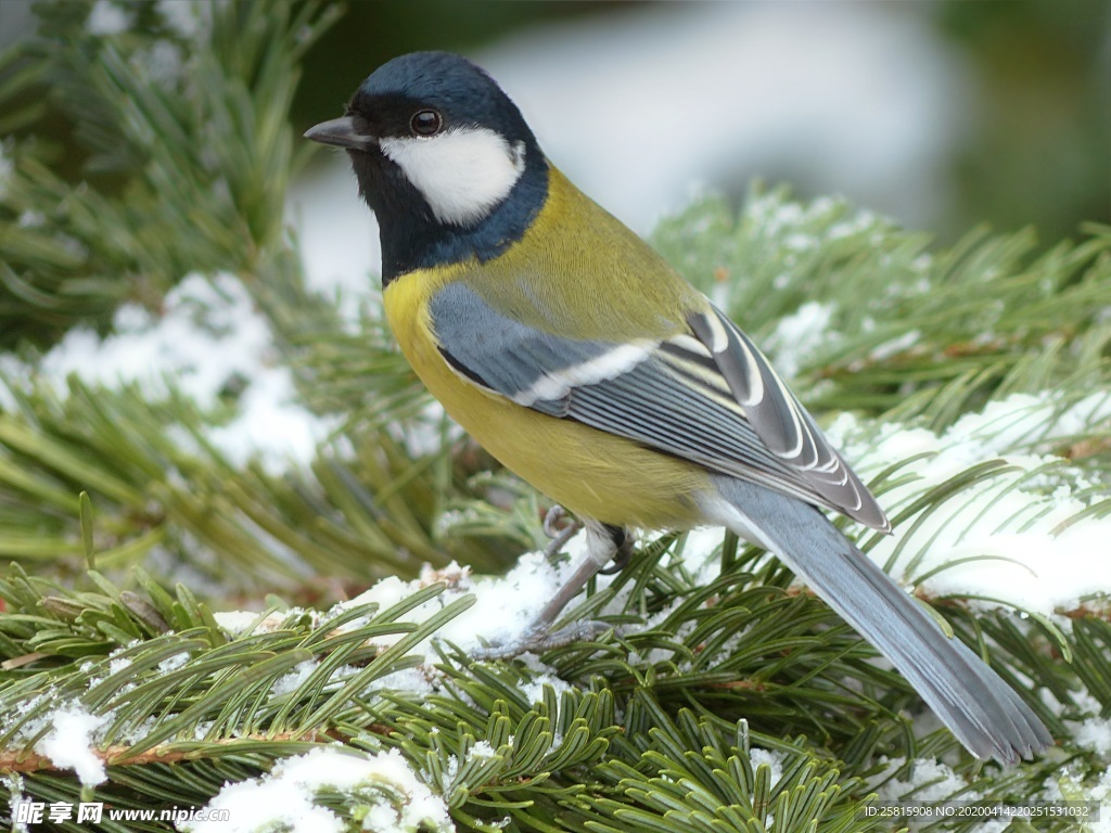 山雀-空山鸟语图片