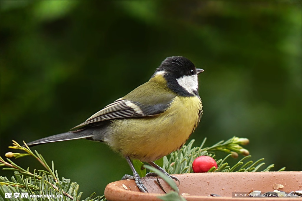 山雀-空山鸟语图片