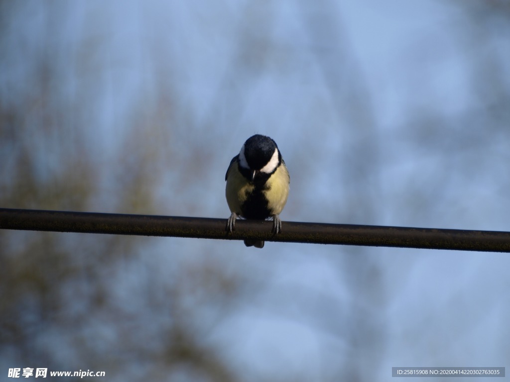 山雀-空山鸟语图片