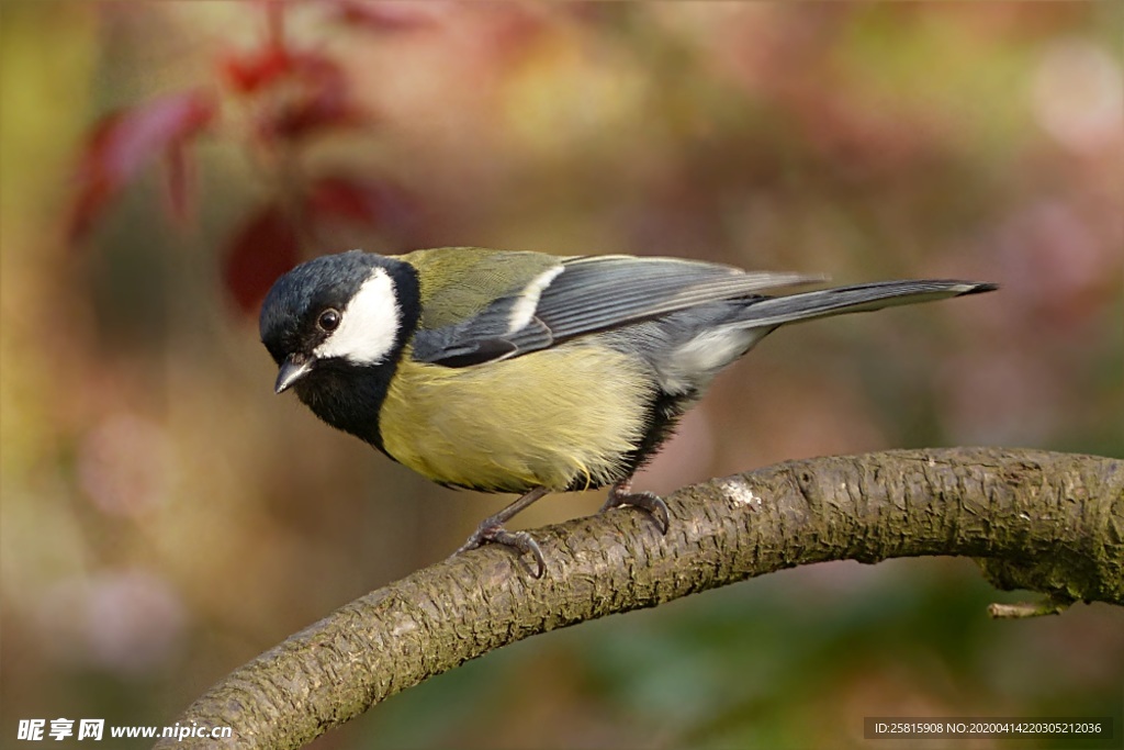 山雀-空山鸟语图片