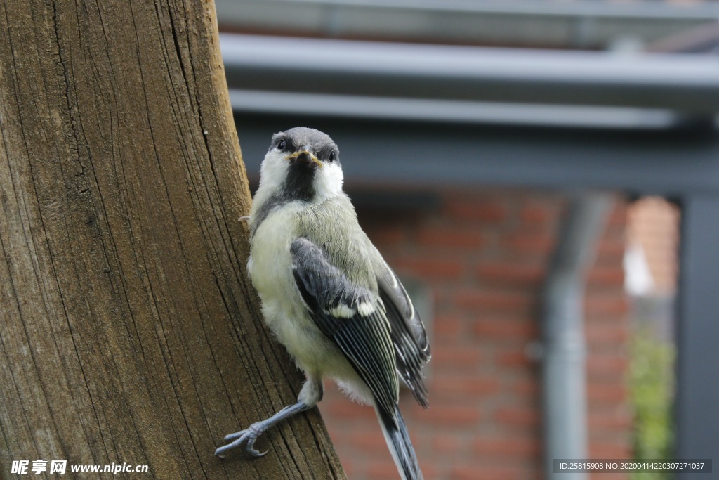 山雀-空山鸟语图片