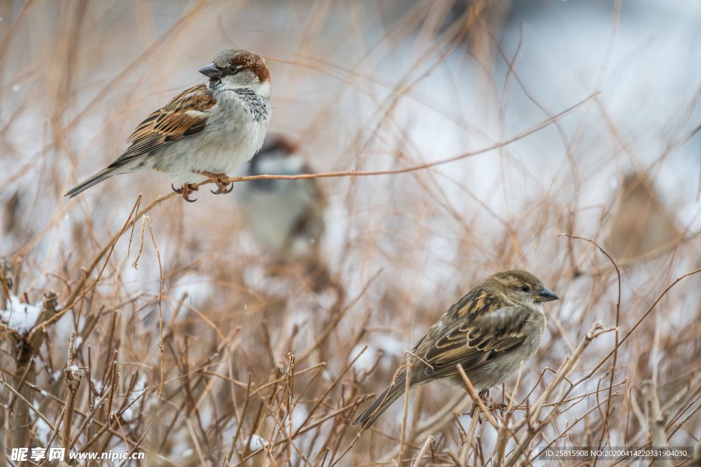 麻雀-空山鸟语图片