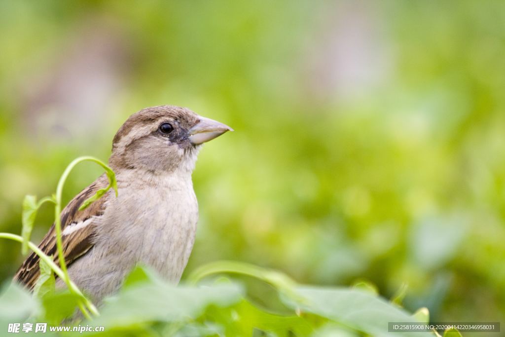 麻雀-空山鸟语图片