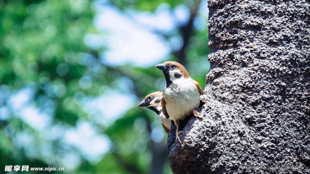 麻雀-空山鸟语图片