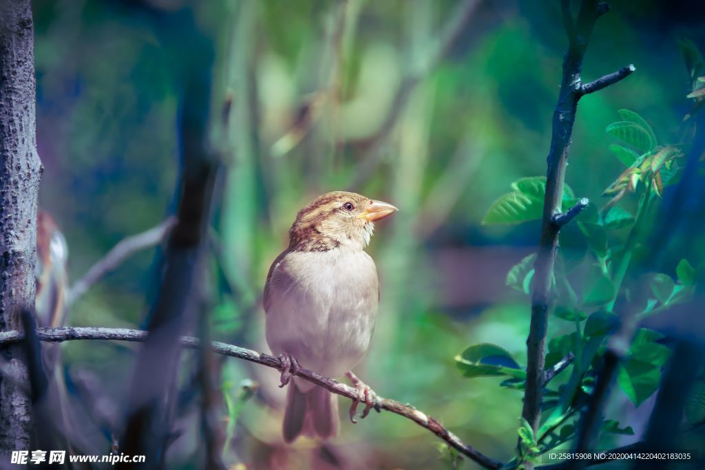麻雀-空山鸟语图片