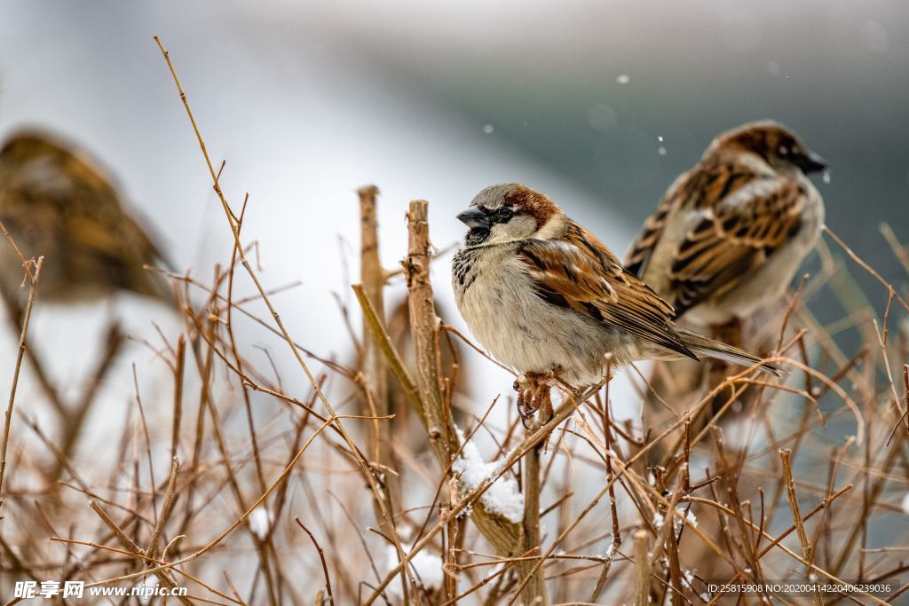 麻雀-空山鸟语图片