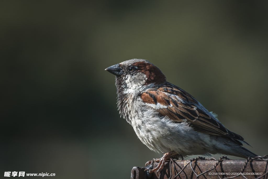 麻雀-空山鸟语图片