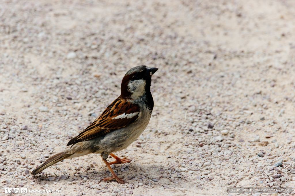 麻雀-空山鸟语图片