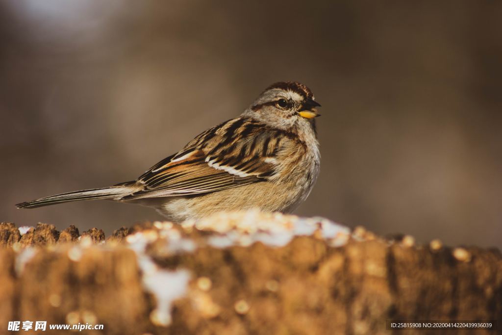 麻雀 空山鸟语图片