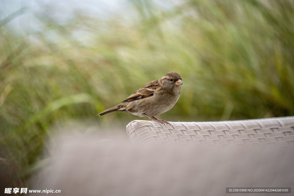 麻雀 空山鸟语图片