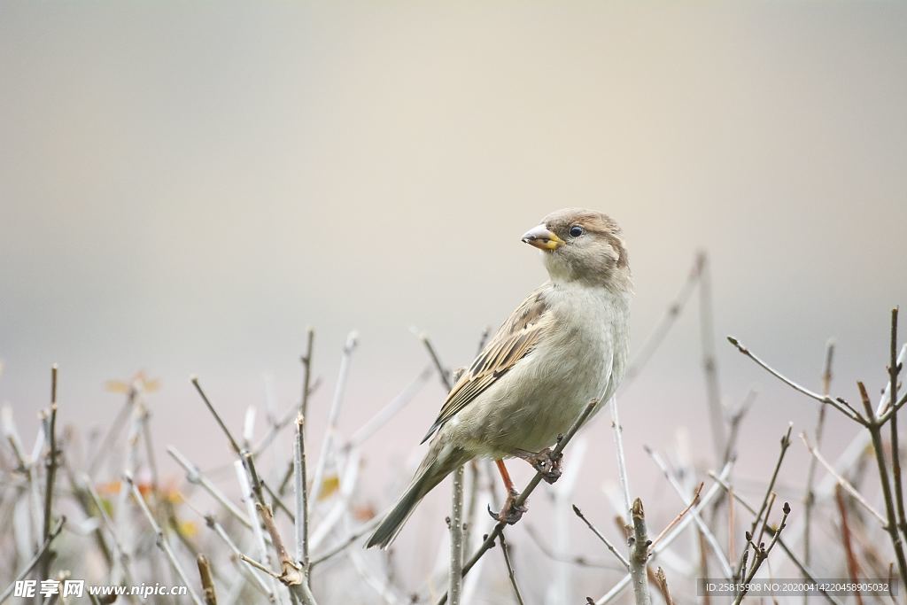 麻雀 空山鸟语图片