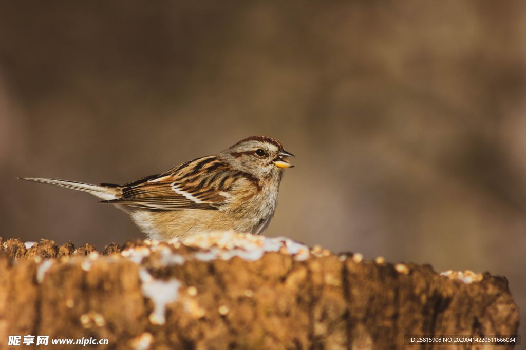 麻雀 空山鸟语图片
