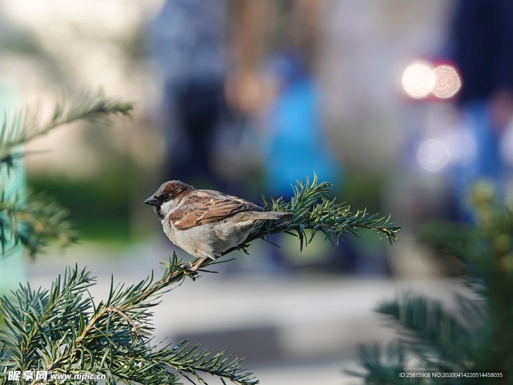 麻雀 空山鸟语图片
