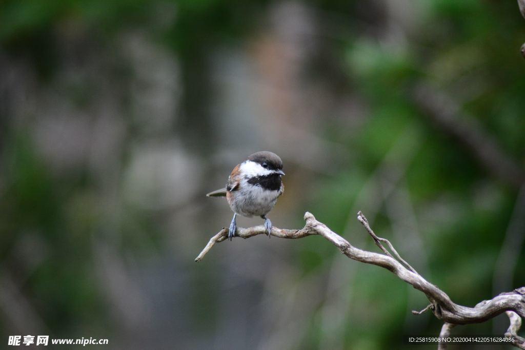 麻雀 空山鸟语图片