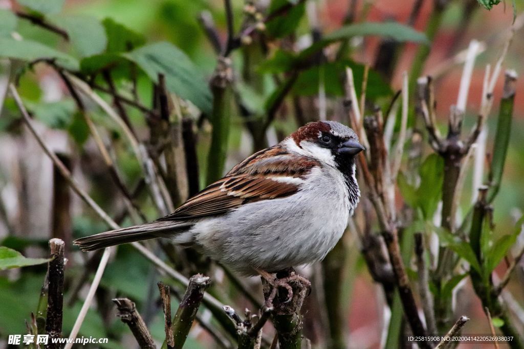麻雀 空山鸟语图片