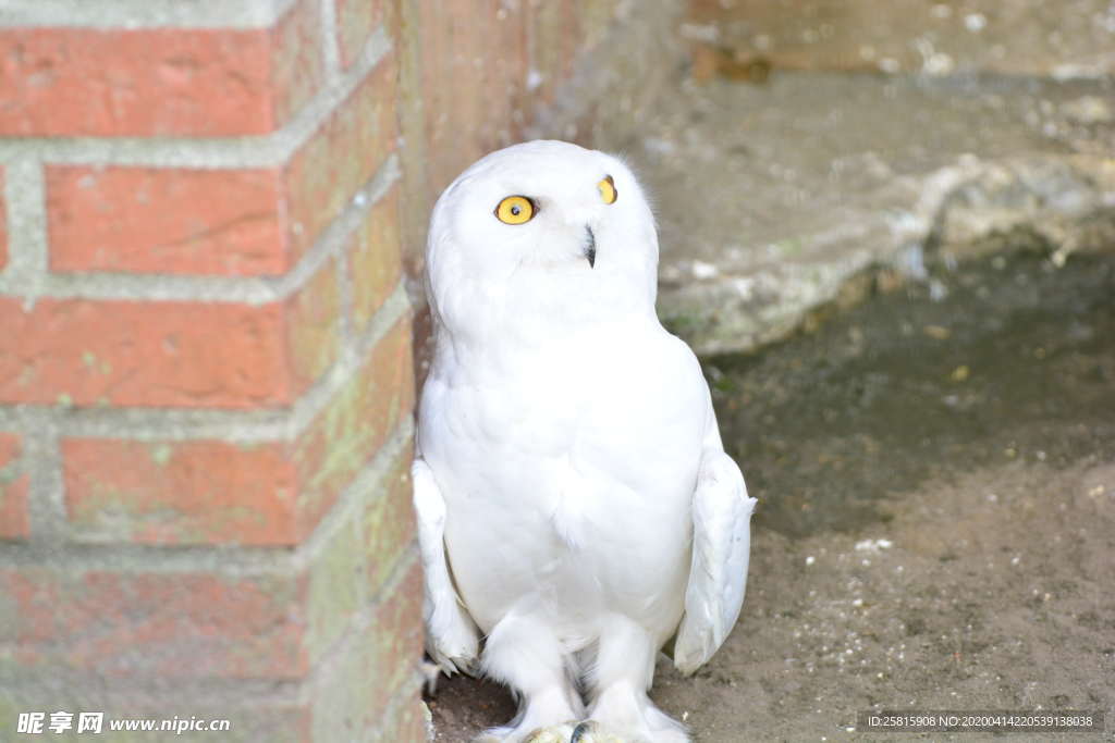 猫头鹰 空山鸟语图片
