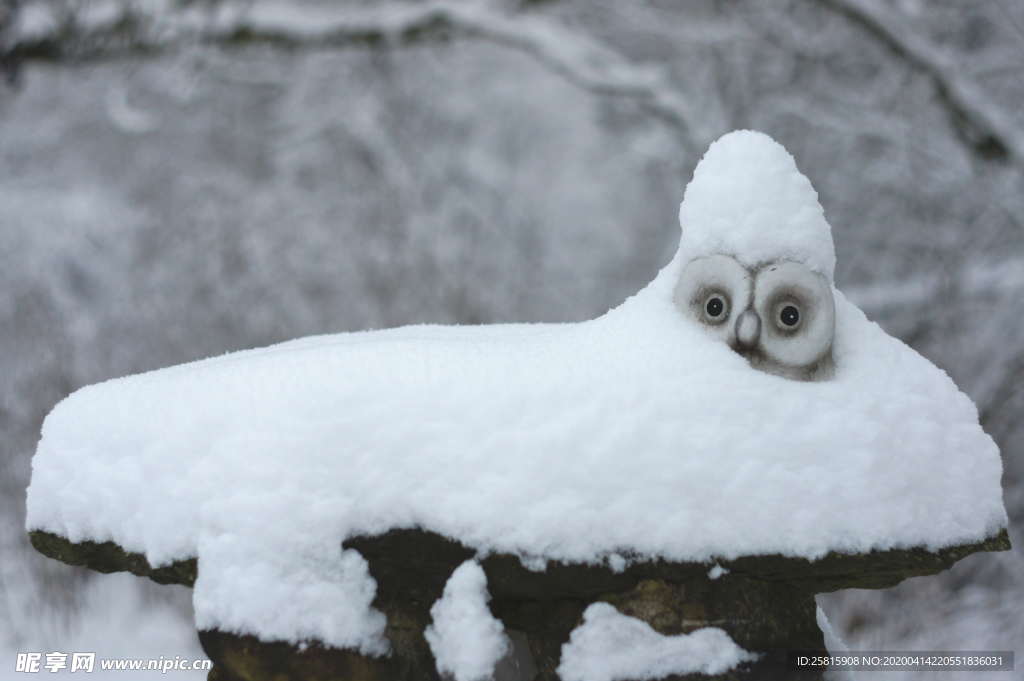 猫头鹰 空山鸟语图片