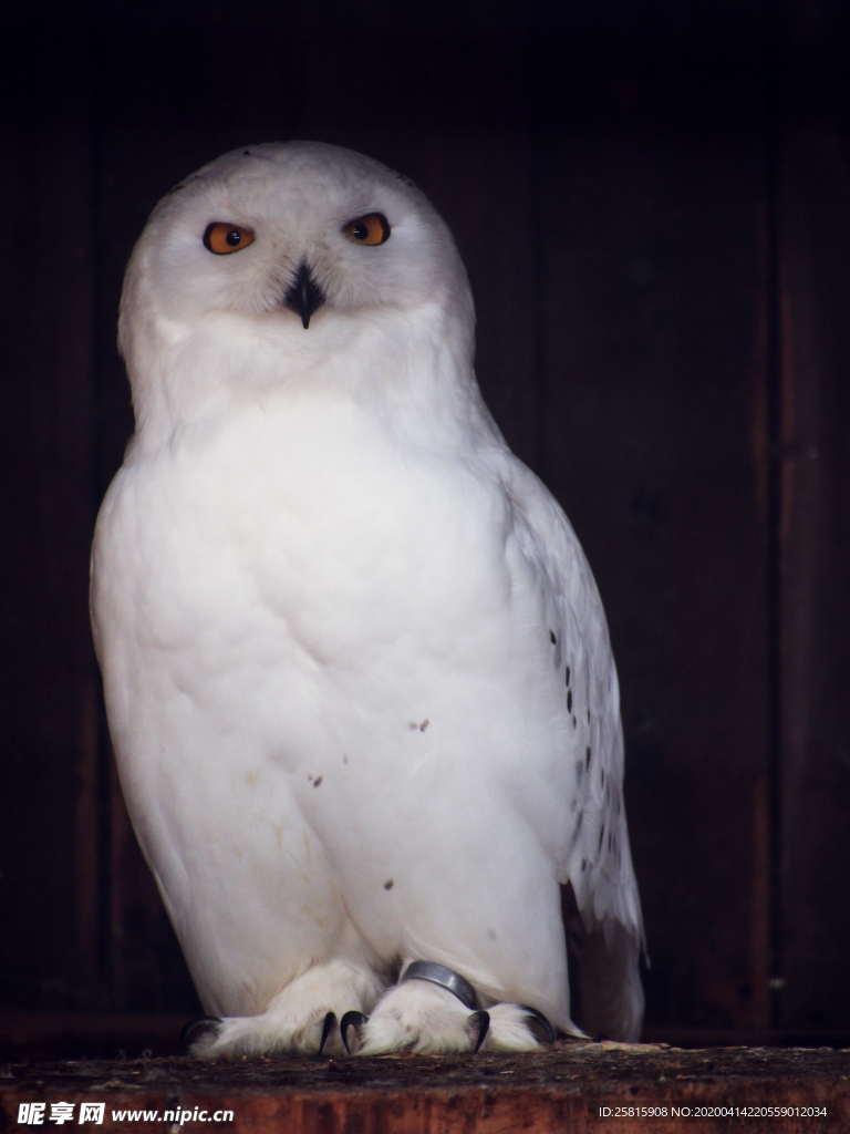 猫头鹰空山鸟语图片