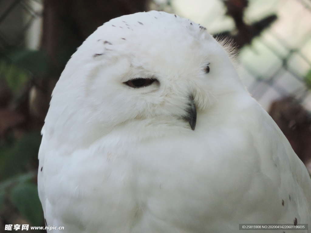 猫头鹰空山鸟语图片