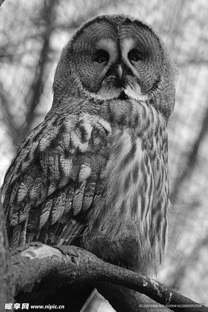 猫头鹰空山鸟语图片