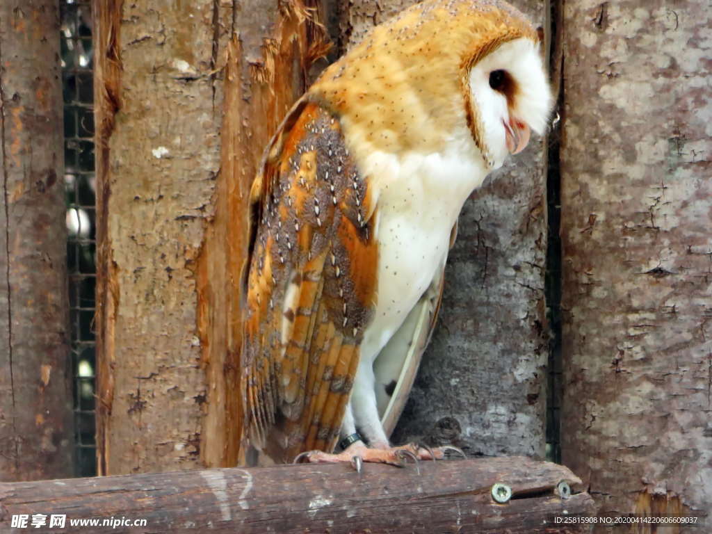 猫头鹰空山鸟语图片