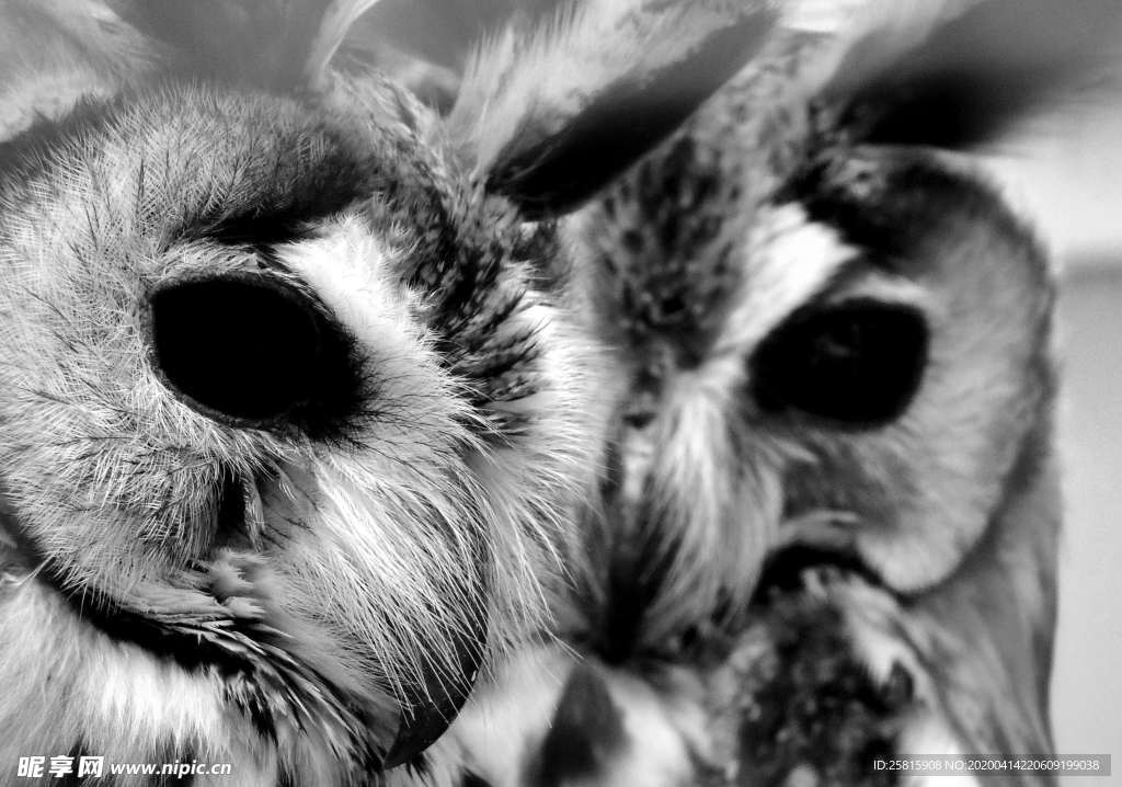 猫头鹰 空山鸟语图片