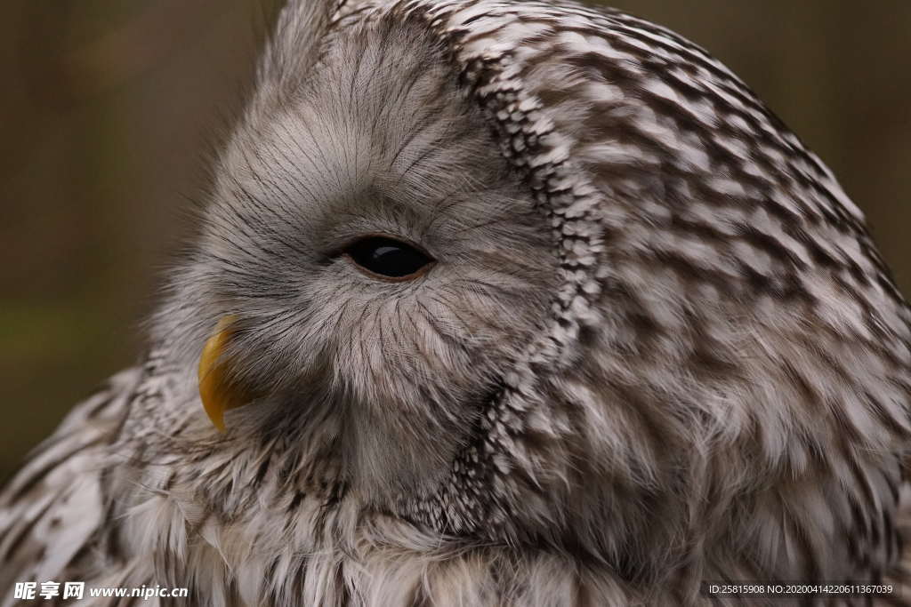 猫头鹰空山鸟语图片