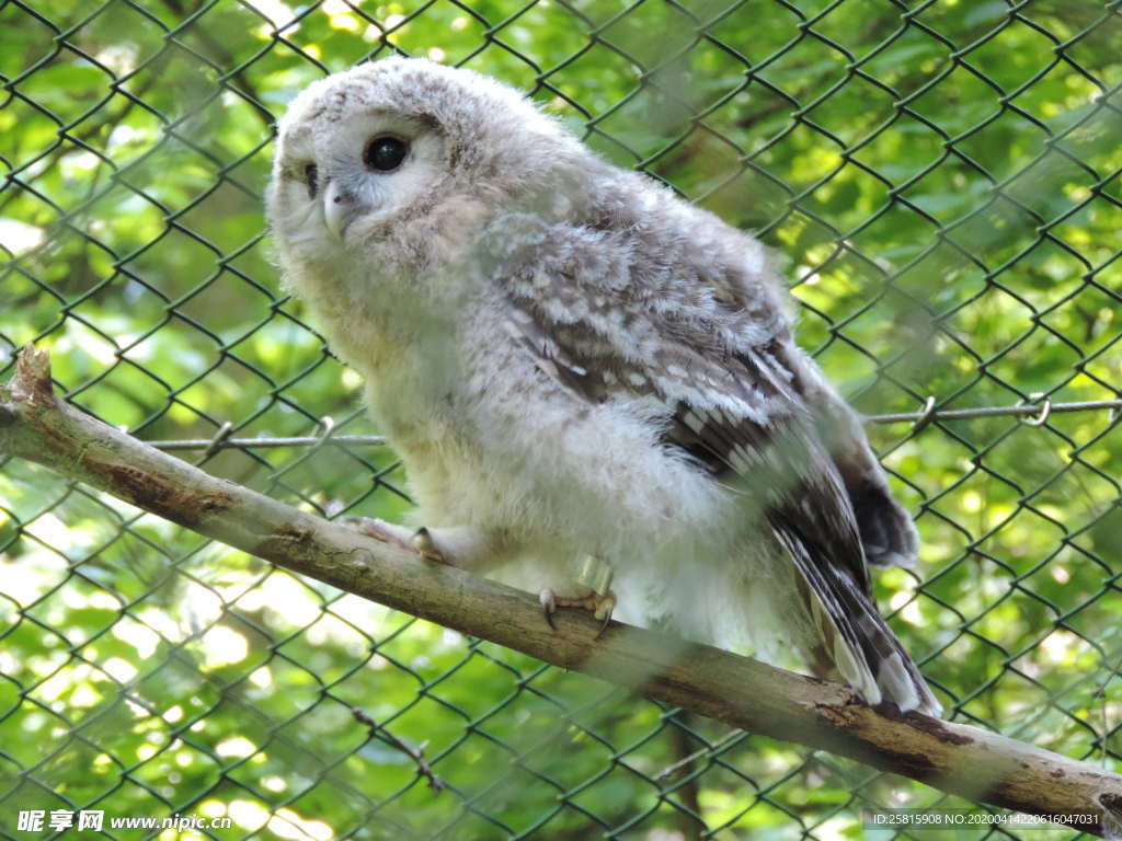 猫头鹰空山鸟语图片