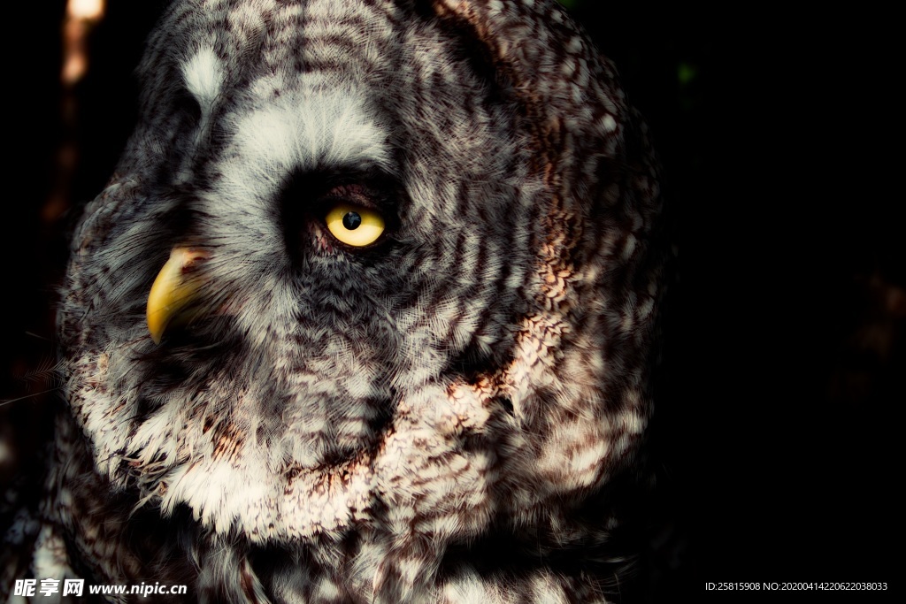 猫头鹰空山鸟语图片